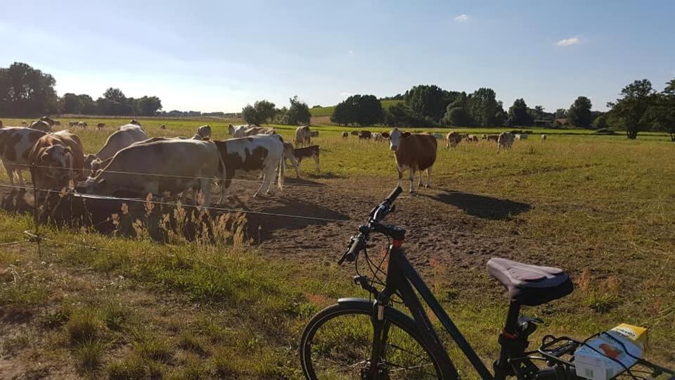 Bungalows Zur Alten Faehre Werder  Exteriör bild